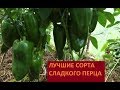 ЛУЧШИЕ УРОЖАЙНЫЕ СОРТА СЛАДКОГО ПЕРЦА 2017 (19.08.2017)