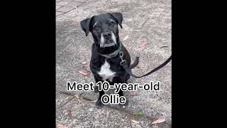 Ollie the 10-year-old Labrador X, shares his fitness tips for older dogs.