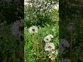 🌼 Peaceful Lakeside Meadow with Blooming Dandelions 🌿 #shorts