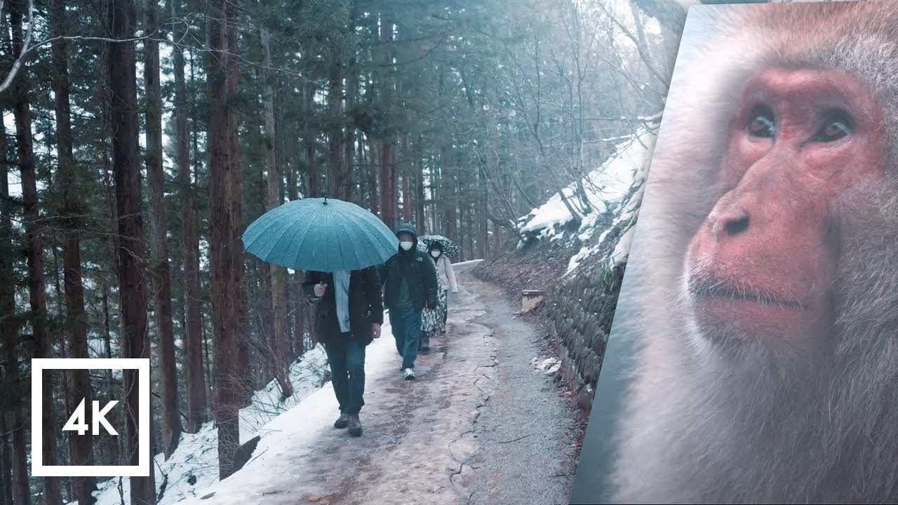 ⁣Walking in the Rain Japan, Snow Monkey Park (Jigokudani Yaen Koen) Rain Sounds for Sleep 4k ASMR