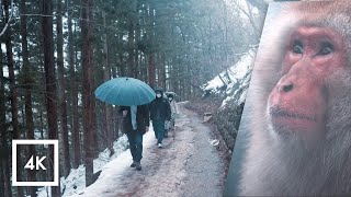 Walking In The Rain Japan, Snow Monkey Park (Jigokudani Yaen Koen) Rain Sounds For Sleep 4K Asmr