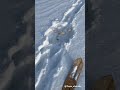 Ваши гончие тоже так делают Как отучить охота охотаназайца охотассобакой охотамоёхобби Ваши гончие тоже так делают Как отучить охота охотаназайца охотассобакой охотамоёхобби