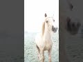 Most beautiful foal 🤍