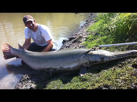 Video Jug fishing catfish