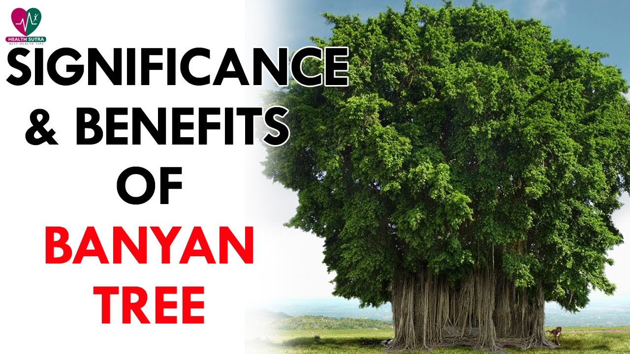 Banyan Tree leaf benefits Pipal ka patte ke fayde, Banyan Tree Leafs benefits, Pipal ke patte ke fayde, Benefits of Banyan tree and its leafs