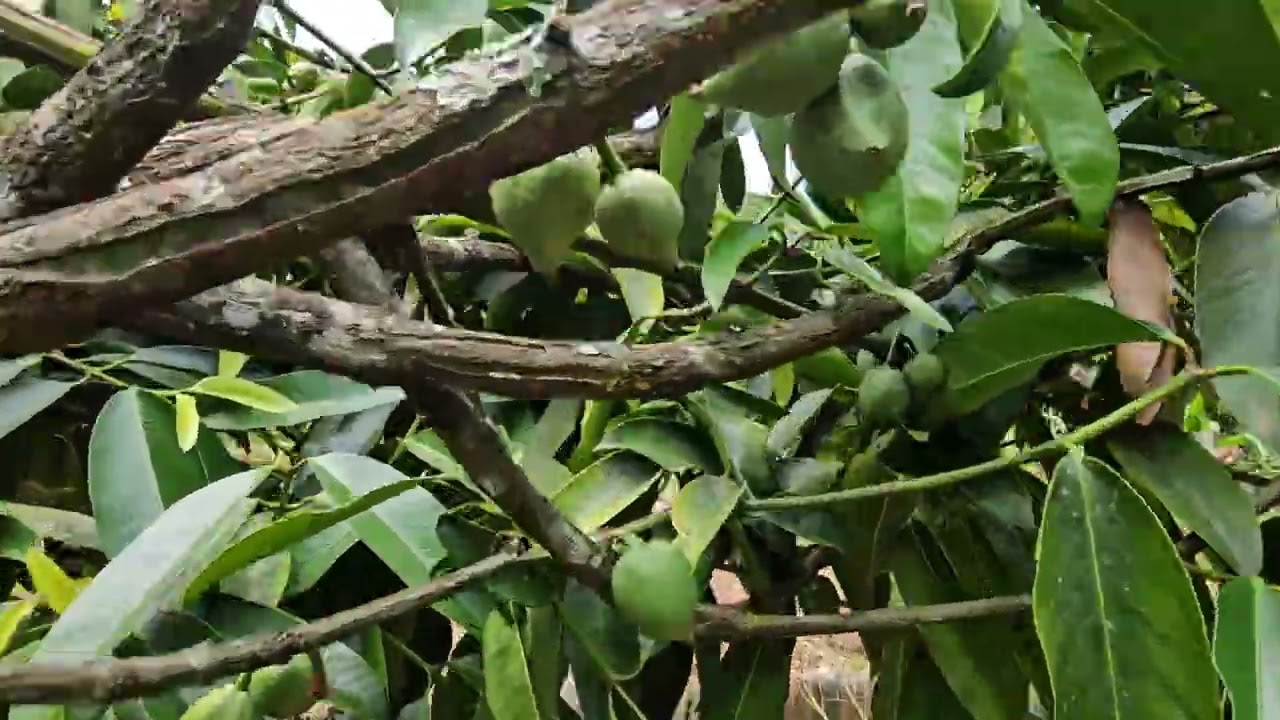 Chácara com lago de peixes a venda em Itatiaiuçu MG 