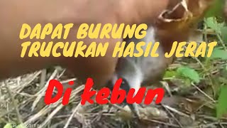 jebakan termudah khusus burung trucukan