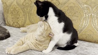 Cat Lovingly Grooms Another Cat by Tom & Mimi 1,965 views 3 months ago 1 minute, 17 seconds