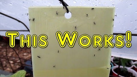 Easy DIY Sticky Traps | Eliminate Fungus Gnats, Aphids, White Flies, Leaf Miners, etc.