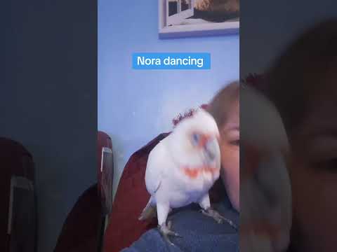 cockatoo dancing