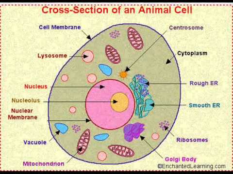 Educational Infomercial on Cells