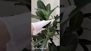 Clean Your Leaves Heres How I Do It Cotton Gloves, Spray Bottle With Water Or Neem Oil & Wipe