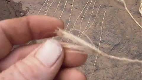 Yucca cordage 2- Add splice every 2"