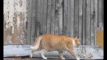 How to view videos Frame by Frame (QuickTime Player)