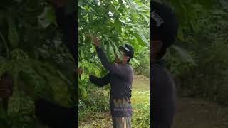 Pakan Apapun Syaratnya Sudah Terbiasa #shorts