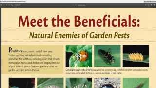 Beneficial Insects For Vegetable Garden | Fasci Garden