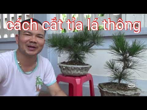 Video: Hướng Dẫn Cắt Tỉa Cây Thông - Học Cách Tỉa Cây Thông