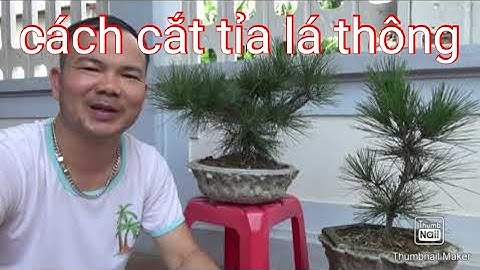 Cách cắt tỉa lá cây thông