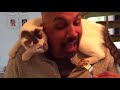 Funny Cats