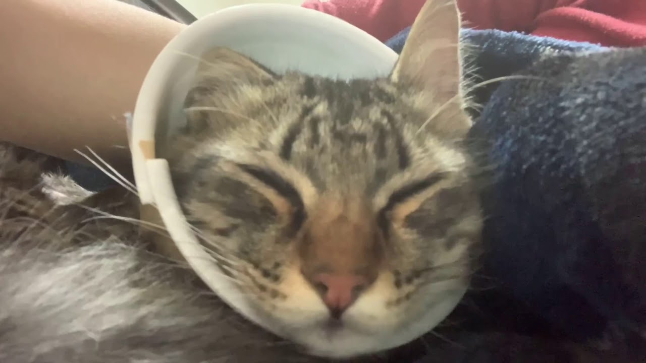 猫動画 子猫の 避妊手術後の 経過 Youtube