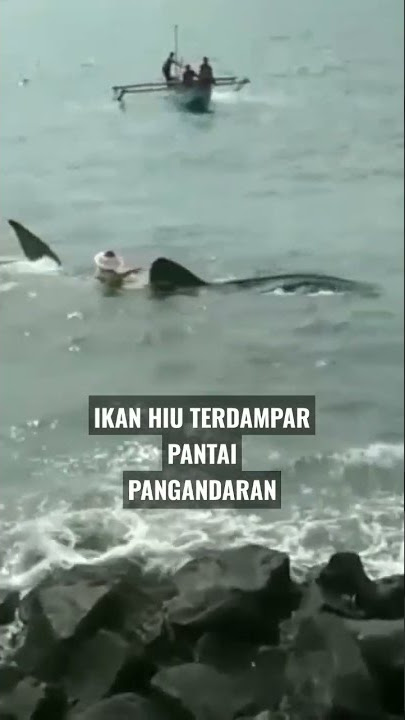 IkaN HIU terdampar di pantai pangandaran... #pangandaran #short