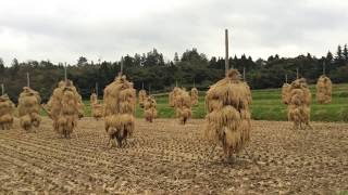 Rice harvest time in Hiraizumi Japan