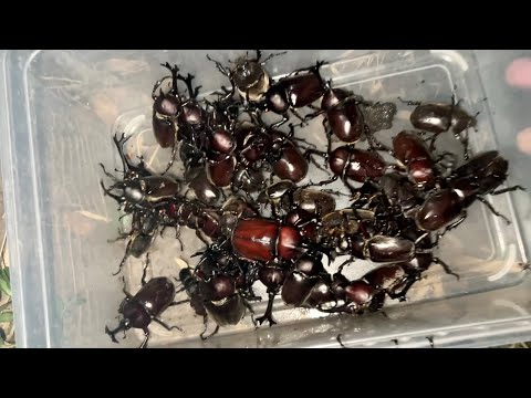 一本の木にカブトムシ100匹くらいいたんだけど【昆虫採集