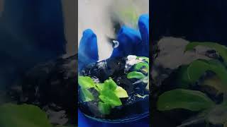 The Plant Youve Been Hunting For Months?