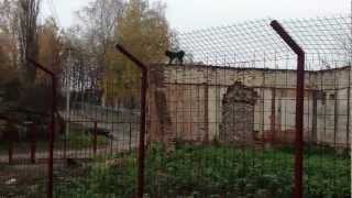 Монгольская овчарка-банхар. Питомник "Монголдог". Очкарик бежит по стене и снимается Монгольская овчарка-банхар. Питомник "Монголдог". Очкарик бежит по стене и снимается