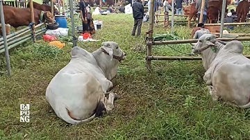 3 pedet PO melawan pasukan simental dan limousin di kontes sapi appsi 2022 jember
