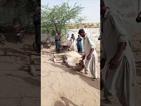 م شه د م ذ ه ل الج م ل الم س ك ين طريح الأ رض ي ت لوى و الن اس ي ص و رون ه حق م شه د م ذ ه ل