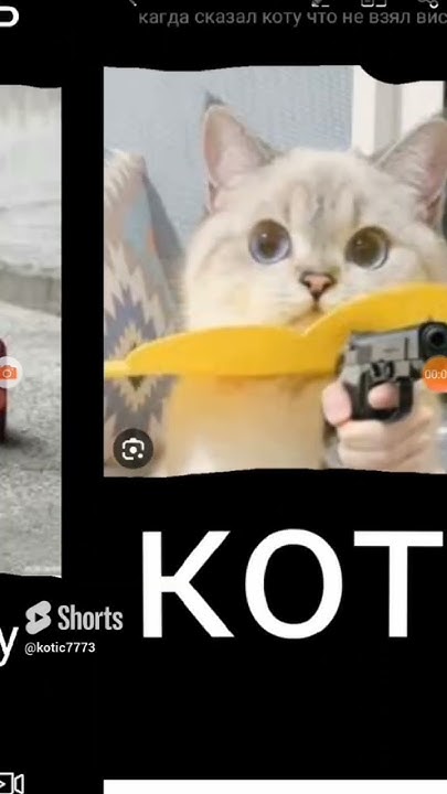 #котомем - YouTube