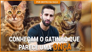 BENGAL, O GATO QUE PARECE UMA ONÇAPINTADA | POR DENTRO DA RAÇA