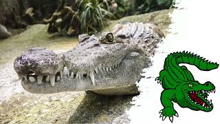 Звуки животных - Крокодил и Аллигатор | Звук, который издает крокодил