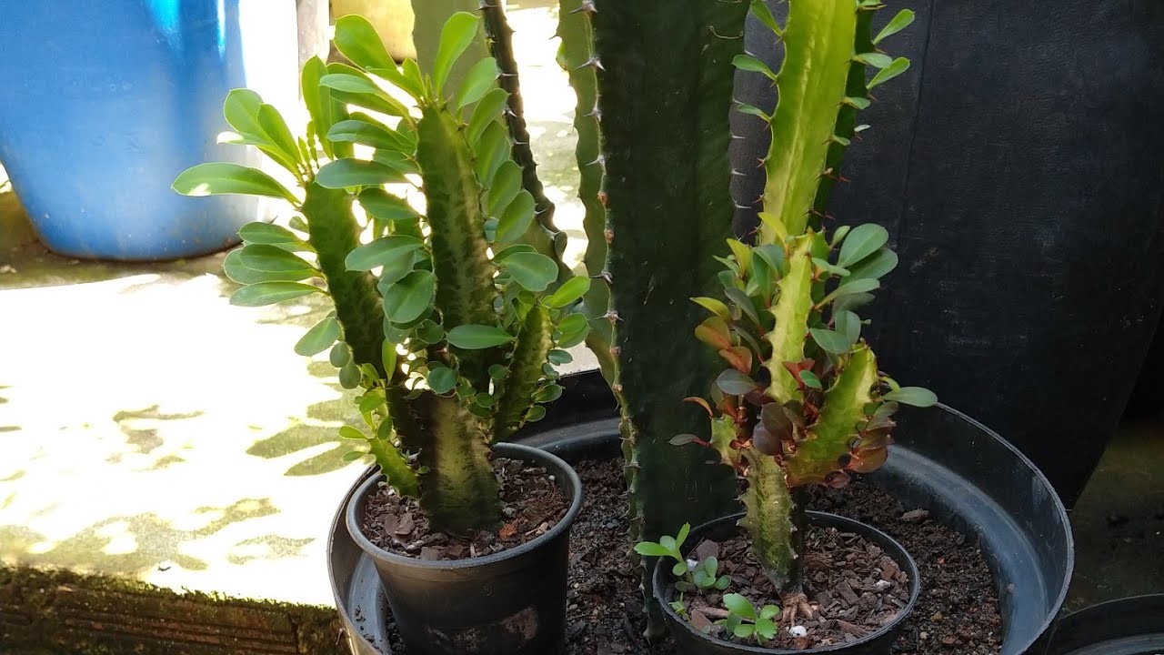 Cacto  candelabro... cacto?