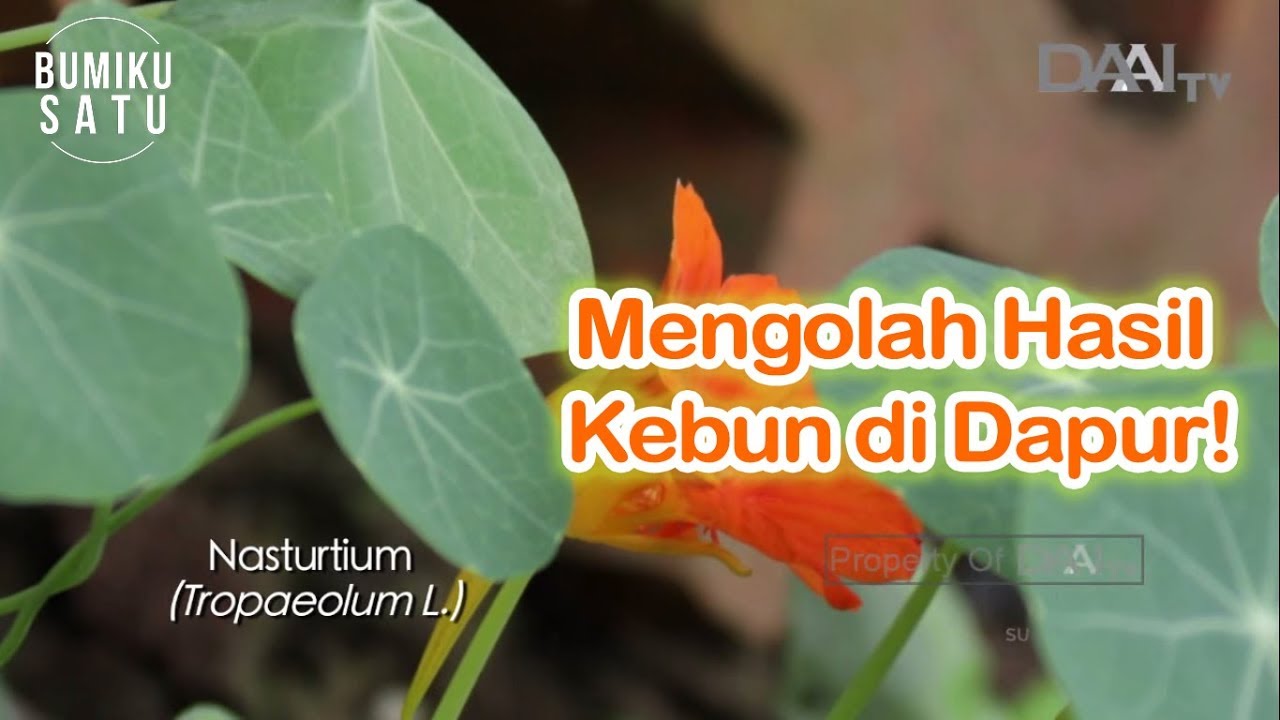 Inspirasi Permakultur Perkotaan | Bumiku Satu