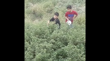 Healthy activity for kids, picking flowers||saddiqa