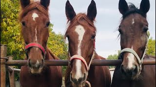 Самое любимое лакомство для лошадей - это морковь 🥕🥕🥕