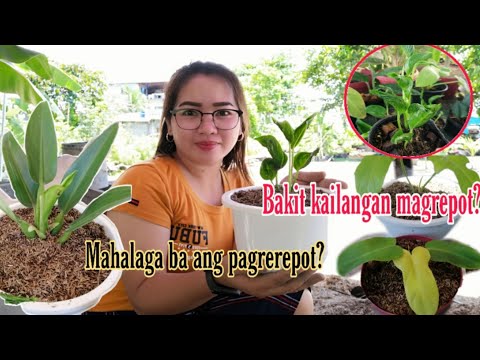 Video: Ano ang Asian Jasmine: Alamin Kung Paano Magtanim ng mga Asiatic Jasmine Plants