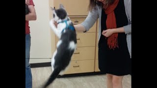 Cat Training: Loading the clicker – maueyes
