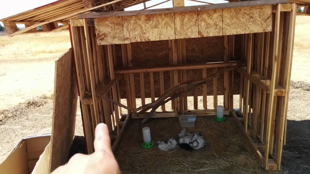 DIY Pallet Chicken coop For Free Range Chickens - YouTube