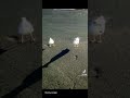 Training A Seagull To Dance | #Shorts #TikTok