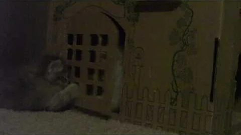 Watch the video about Cartier Siberian Kittens