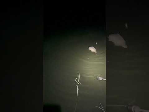 Карп 8 кг.Всё сам,и снимал и тянул и подсачил) #hunting #animals #животные #рыбалка #лесной #pig