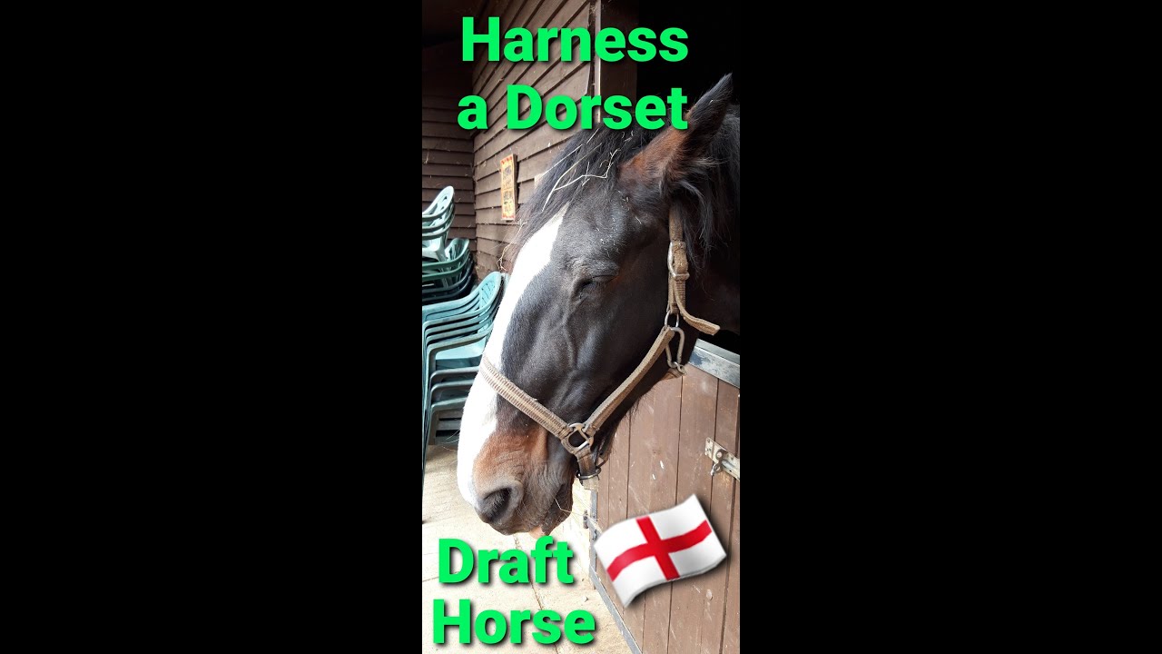 Harness a heavy horse in Dorset Farm Park