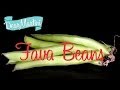 How to Prepare Fava Beans