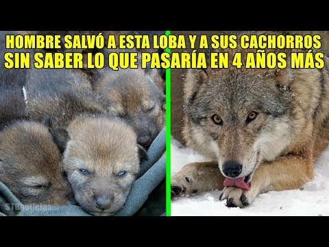 Hombre rescató a esta loba y a sus cachorros, pero 4 años después...