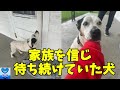 引越しで最愛の家族に置き去りにされた犬。誰もいない家の前で家族の帰りを待ち続ける姿に涙溢れる【感動】