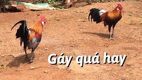 #garung _Gà rừng mồi tơ mã vàng gáy quá hay