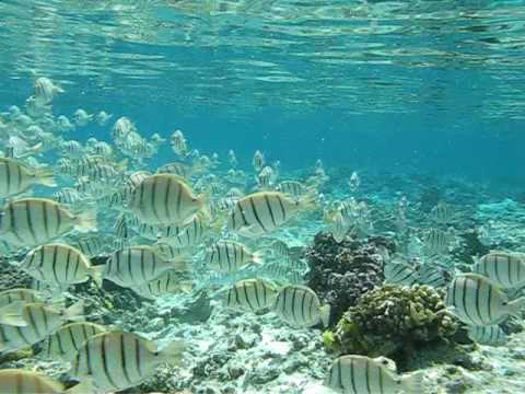 school-of-convict-tang-"manini"-at-midway-atoll-near-"reef-hotel"---april-2009